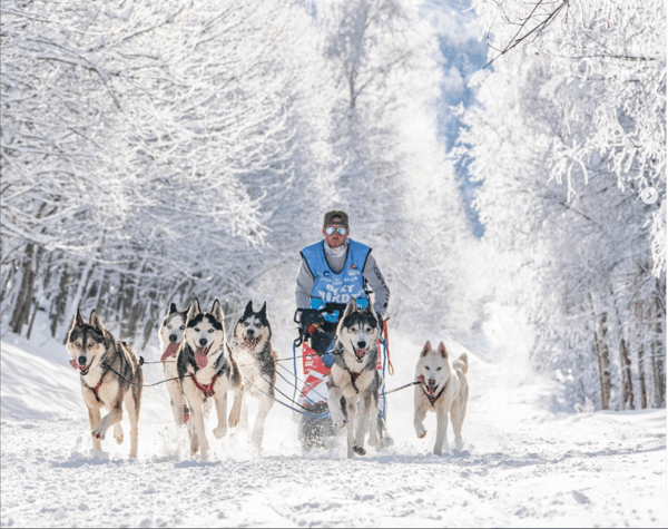 Chiens de traineau à Villard de Lans